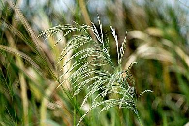 手绘风烹饪游戏《Little Chef 2》Steam页面开放 2025年发售