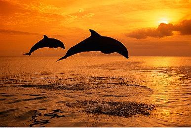 《黑色沙漠》旧主机版即将关闭 6月26日更新